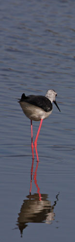 initiative en ardèche : aigrette