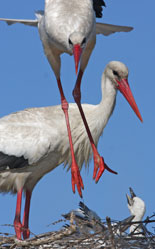 tourisme sportif en ardèche : cigogne nid
