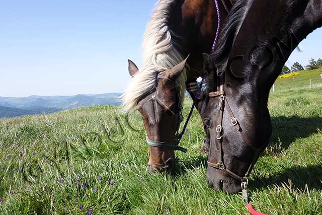 rando equestre en Rhône Alpes : chevaux mezihac