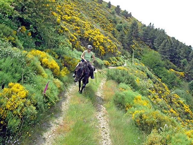 randonnée equestre en ardèche : randonnee equestre genestelle