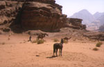 cavaliers en jordanie