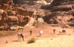 cavaliers en jordanie