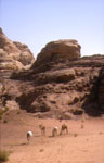 cavaliers en jordanie