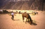 cavaliers en jordanie