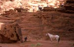 cavaliers en jordanie