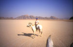 cavaliers en jordanie