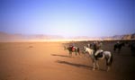 cavaliers en jordanie