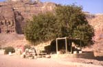 cavaliers en jordanie