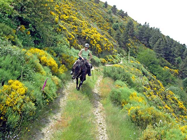 rando equestre en Rhône Alpes : randonnee equestre genestelle