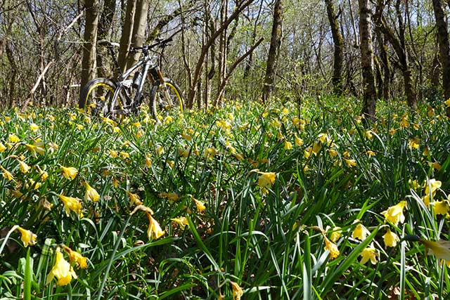 vtt en Drôme : Les jonquilles de Marsanne